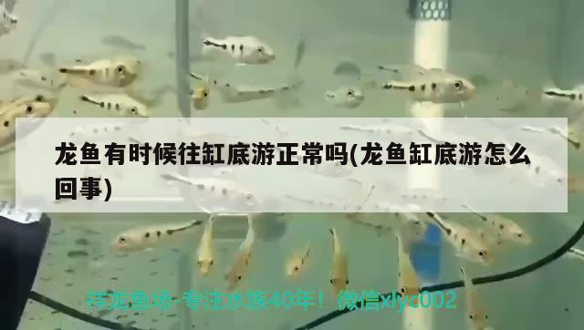 龍魚有時候往缸底游正常嗎(龍魚缸底游怎么回事) 胭脂孔雀龍魚