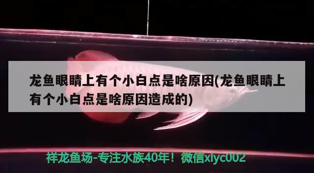 欽州水族館好久才來養(yǎng)到65cm哦 觀賞魚魚苗 第3張