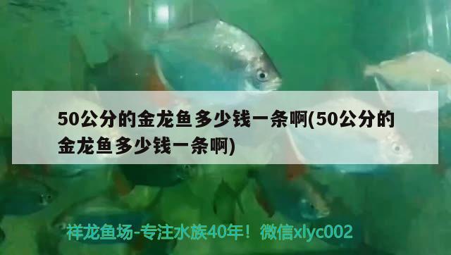 50公分的金龍魚多少錢一條啊(50公分的金龍魚多少錢一條啊)