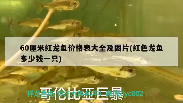 銅仁水族批發(fā)市場 觀賞魚水族批發(fā)市場 第3張