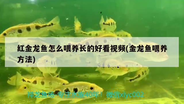 魚缸飼養(yǎng)黑魚視頻大全集下載網(wǎng)站（有哪些好的親子繪本推薦） 祥禾Super Red紅龍魚 第1張