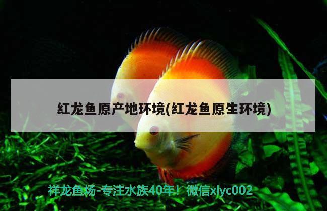 紅龍魚原產(chǎn)地環(huán)境(紅龍魚原生環(huán)境) 熱帶魚魚苗批發(fā)