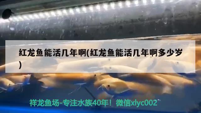 紅龍魚能活幾年啊(紅龍魚能活幾年啊多少歲) 戰(zhàn)車紅龍魚