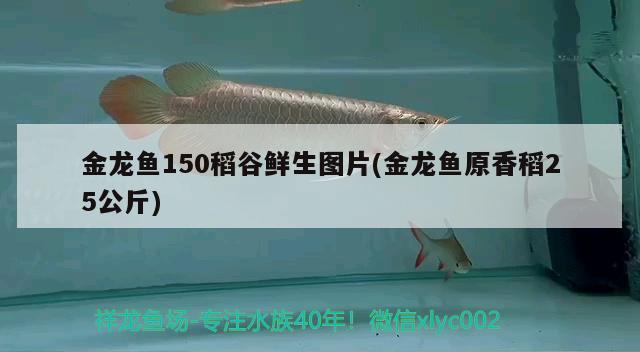 金龍魚150稻谷鮮生圖片(金龍魚原香稻25公斤) 蘇虎