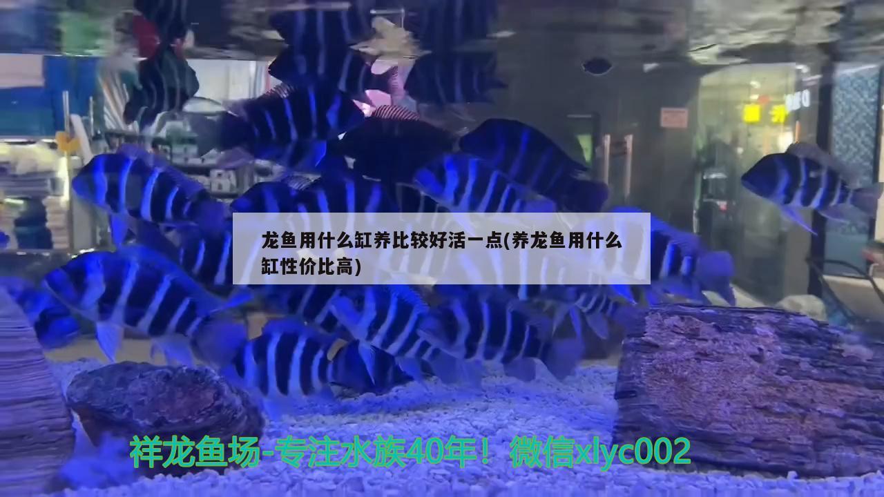 龍魚用什么缸養(yǎng)比較好活一點(養(yǎng)龍魚用什么缸性價比高)