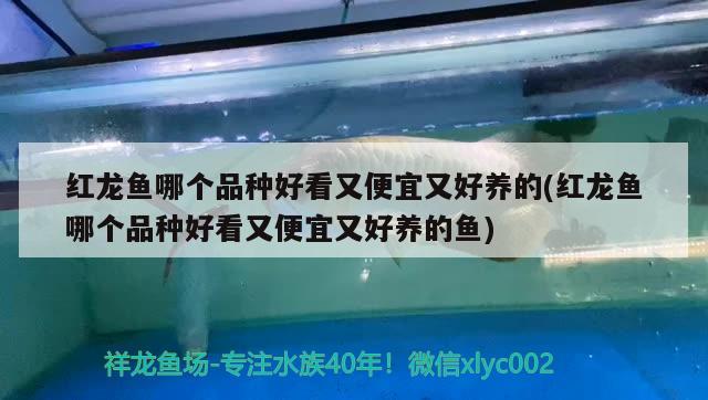 紅龍魚哪個品種好看又便宜又好養(yǎng)的(紅龍魚哪個品種好看又便宜又好養(yǎng)的魚) 白子銀龍苗（黃化銀龍苗）