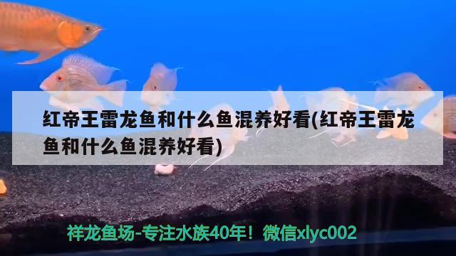 紅帝王雷龍魚和什么魚混養(yǎng)好看(紅帝王雷龍魚和什么魚混養(yǎng)好看) 潛水艇魚