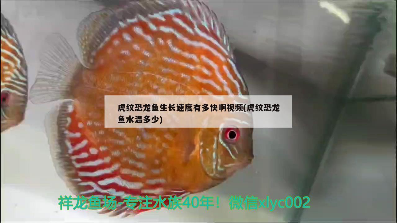 虎紋恐龍魚生長(zhǎng)速度有多快啊視頻(虎紋恐龍魚水溫多少)