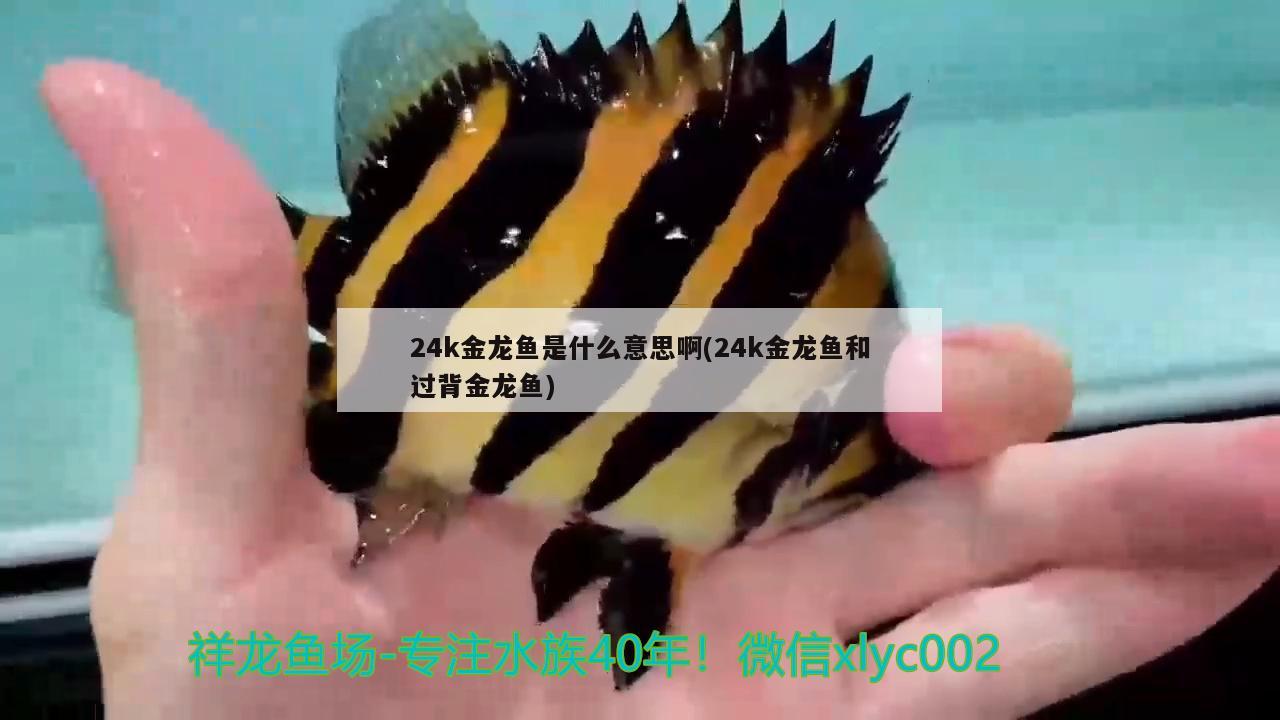 24k金龍魚(yú)是什么意思啊(24k金龍魚(yú)和過(guò)背金龍魚(yú)) 金龍魚(yú)百科