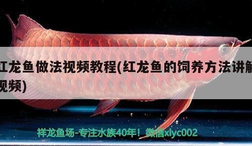 金龍魚混養(yǎng)視頻大全集最新：金龍魚混養(yǎng)視頻大全集最新版下載