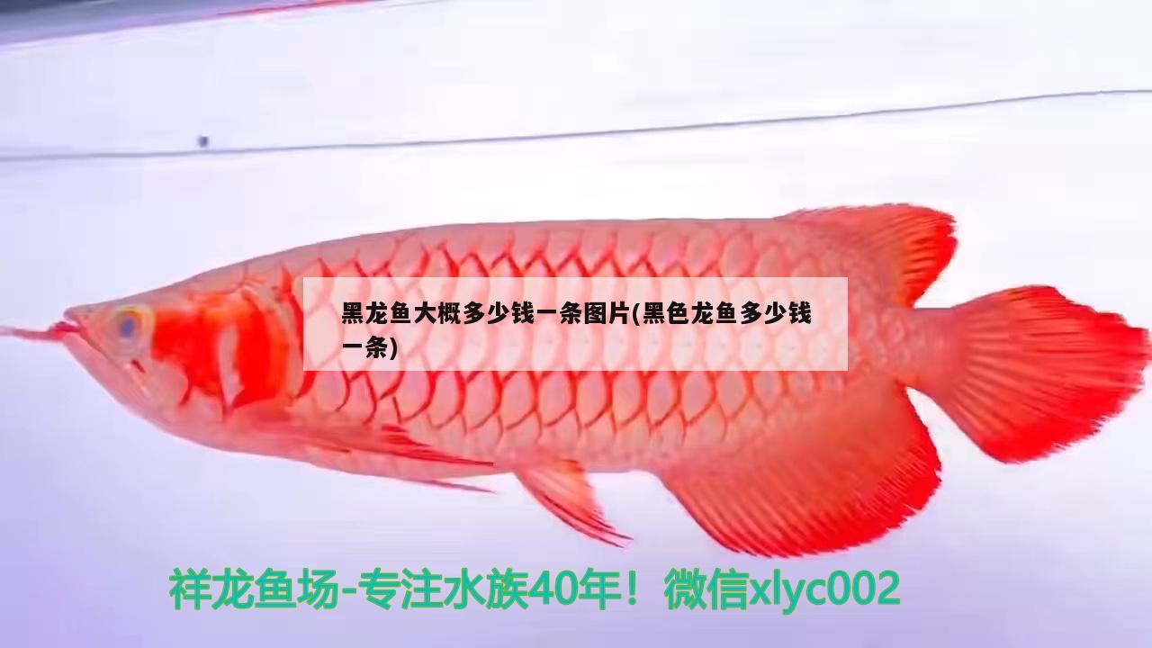 黑龍魚大概多少錢一條圖片(黑色龍魚多少錢一條) 飛鳳魚 第3張