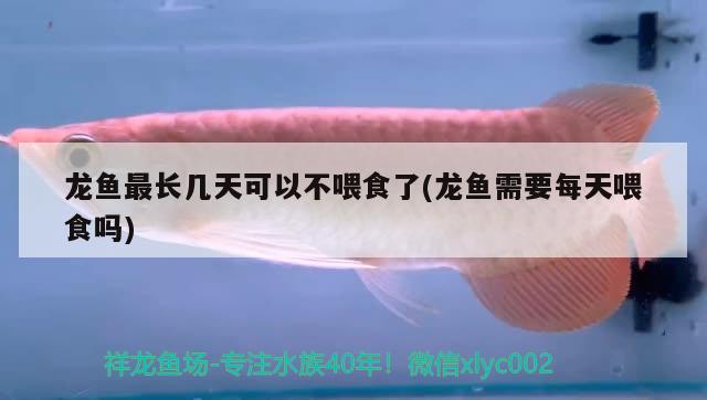 龍魚(yú)最長(zhǎng)幾天可以不喂食了(龍魚(yú)需要每天喂食嗎) 金頭過(guò)背金龍魚(yú)