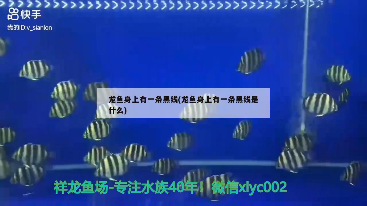 龍魚身上有一條黑線(龍魚身上有一條黑線是什么) 魚缸凈水劑