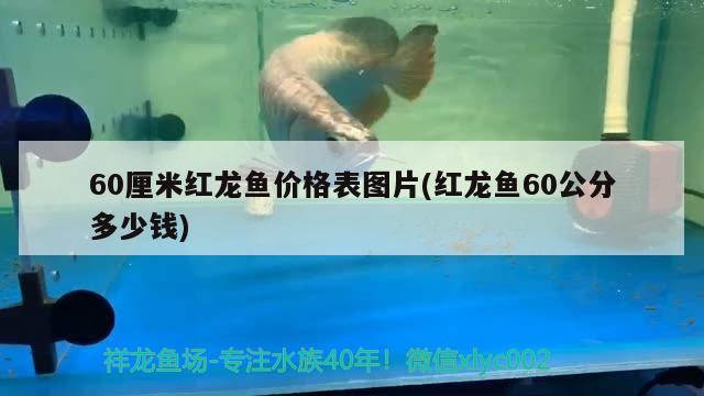 60厘米紅龍魚價(jià)格表圖片(紅龍魚60公分多少錢) 紅龍專用魚糧飼料