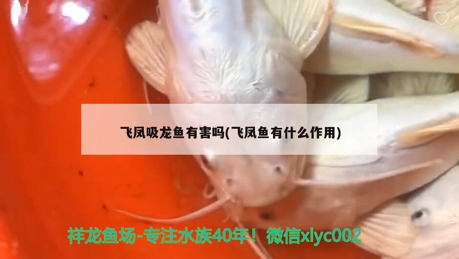 飛鳳吸龍魚有害嗎(飛鳳魚有什么作用) 飛鳳魚 第1張