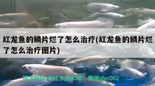 紅龍魚的鱗片爛了怎么治療(紅龍魚的鱗片爛了怎么治療圖片) 祥龍赫舞紅龍魚