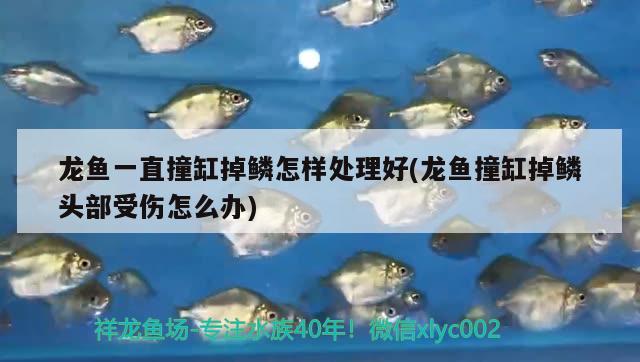 龍魚一直撞缸掉鱗怎樣處理好(龍魚撞缸掉鱗頭部受傷怎么辦)