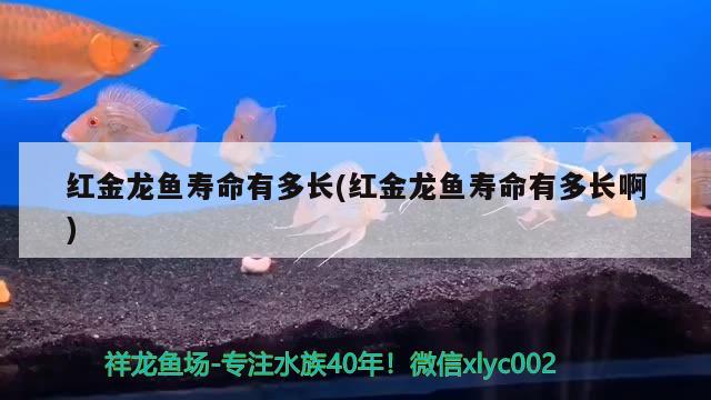 紅金龍魚壽命有多長(紅金龍魚壽命有多長啊) 一眉道人魚苗