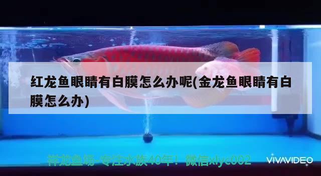 魚池官網(wǎng)（魚池官網(wǎng)最新消息） 成吉思汗鯊（球鯊）魚 第1張