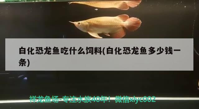 白化恐龍魚吃什么飼料(白化恐龍魚多少錢一條)