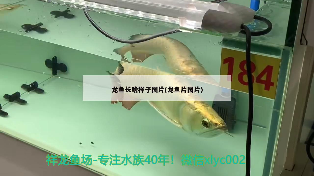 龍魚長啥樣子圖片(龍魚片圖片)