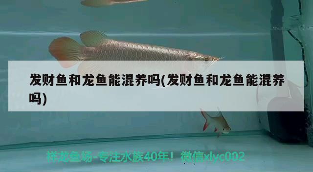 發(fā)財魚和龍魚能混養(yǎng)嗎(發(fā)財魚和龍魚能混養(yǎng)嗎)