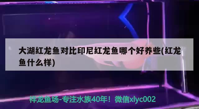 大湖紅龍魚(yú)對(duì)比印尼紅龍魚(yú)哪個(gè)好養(yǎng)些(紅龍魚(yú)什么樣) 大湖紅龍魚(yú)