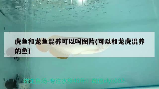 虎魚和龍魚混養(yǎng)可以嗎圖片(可以和龍虎混養(yǎng)的魚)