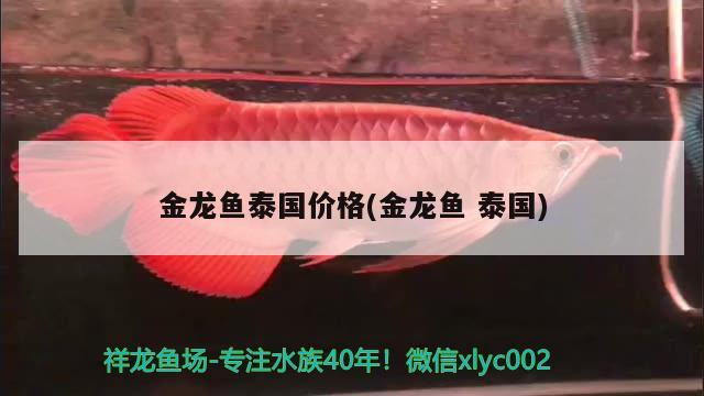 金龍魚泰國價格(金龍魚泰國)