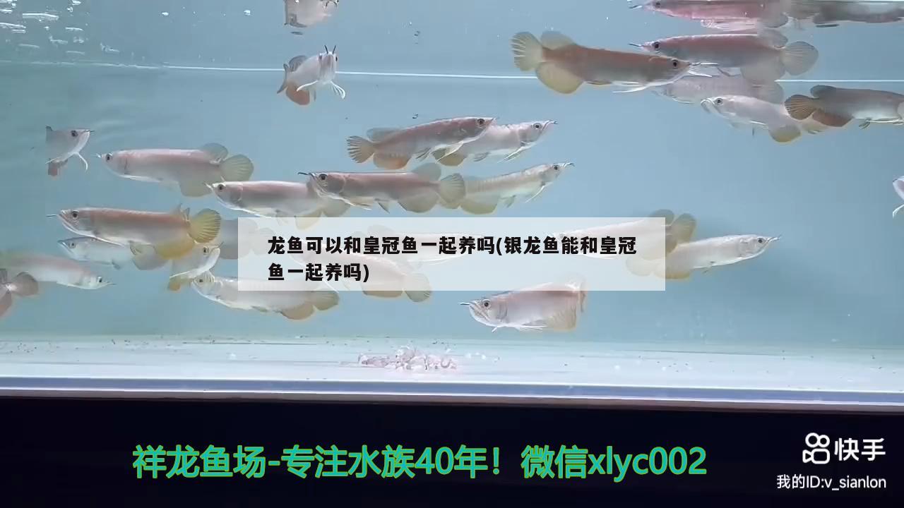 龍魚可以和皇冠魚一起養(yǎng)嗎(銀龍魚能和皇冠魚一起養(yǎng)嗎)