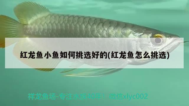 紅龍魚小魚如何挑選好的(紅龍魚怎么挑選)