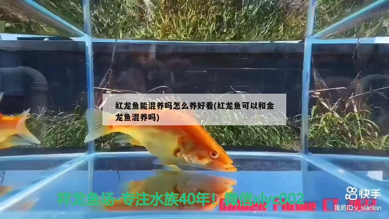 紅龍魚能混養(yǎng)嗎怎么養(yǎng)好看(紅龍魚可以和金龍魚混養(yǎng)嗎) 月光鴨嘴魚