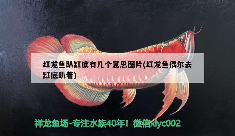 這魚品相乍樣算過背嗎？ 狗仔（招財貓)魚苗 第2張