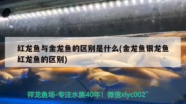 紅龍魚與金龍魚的區(qū)別是什么(金龍魚銀龍魚紅龍魚的區(qū)別) 銀龍魚