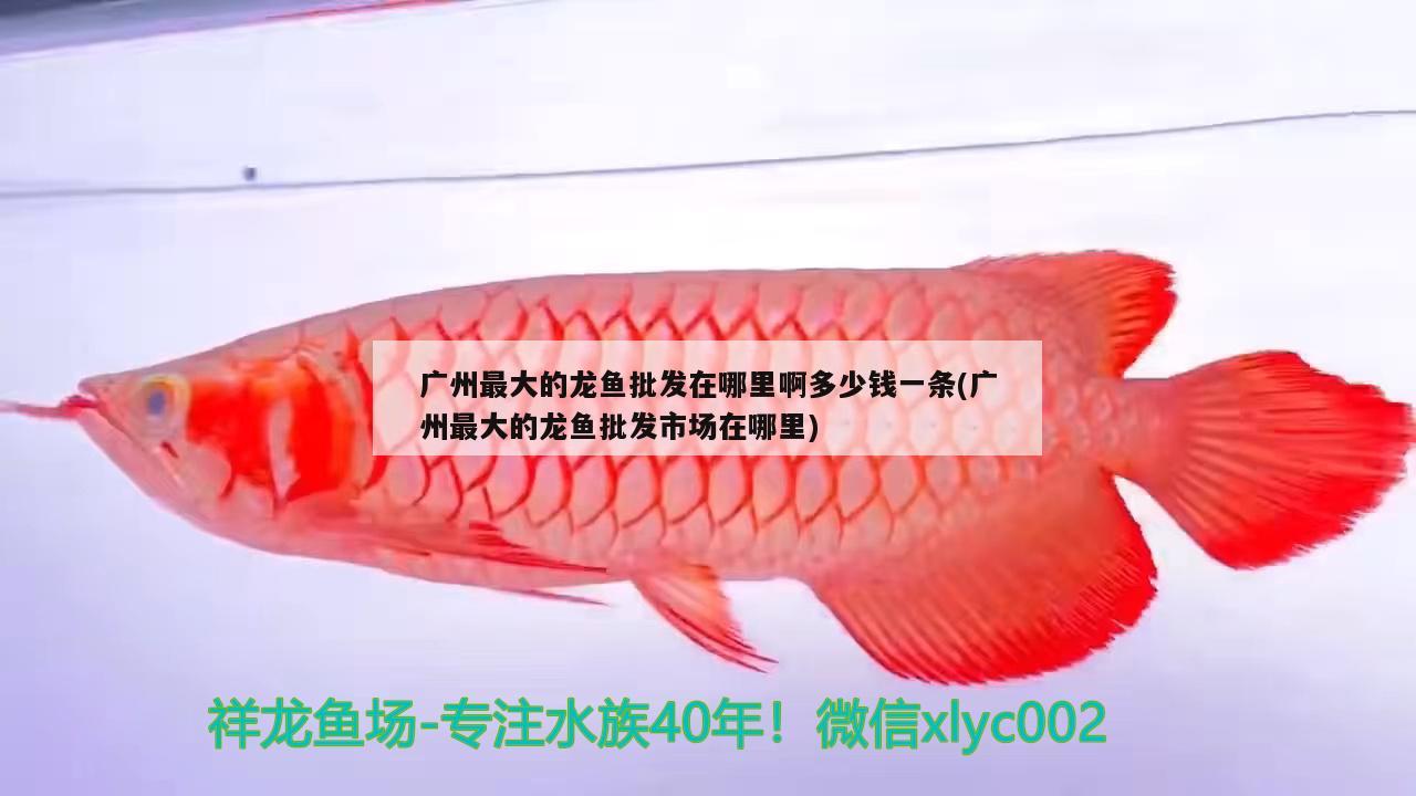 斑點龍魚圖片大全高清(斑點龍的大圖片)