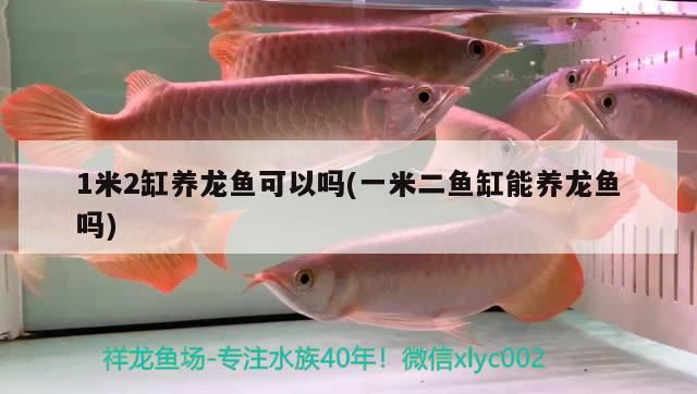 1米2缸養(yǎng)龍魚(yú)可以嗎(一米二魚(yú)缸能養(yǎng)龍魚(yú)嗎)