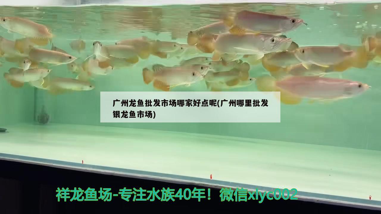 廣州龍魚批發(fā)市場哪家好點呢(廣州哪里批發(fā)銀龍魚市場) 龍魚批發(fā)