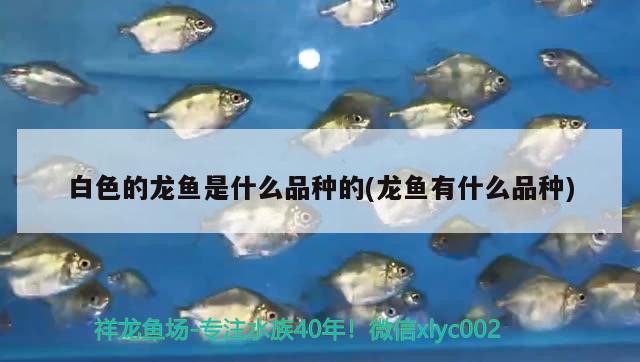 白色的龍魚是什么品種的(龍魚有什么品種)