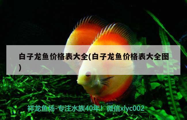 80寬魚(yú)缸養(yǎng)錦鯉 80的魚(yú)缸養(yǎng)錦鯉 金頭過(guò)背金龍魚(yú) 第1張