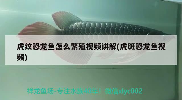 虎紋恐龍魚怎么繁殖視頻講解(虎斑恐龍魚視頻) 虎斑恐龍魚