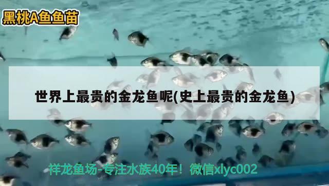 金龍魚是什么？，關(guān)于金龍魚的知識