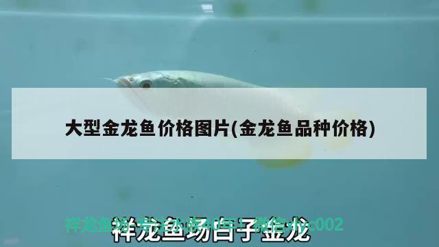 大型金龍魚價(jià)格圖片(金龍魚品種價(jià)格) 龍魚百科