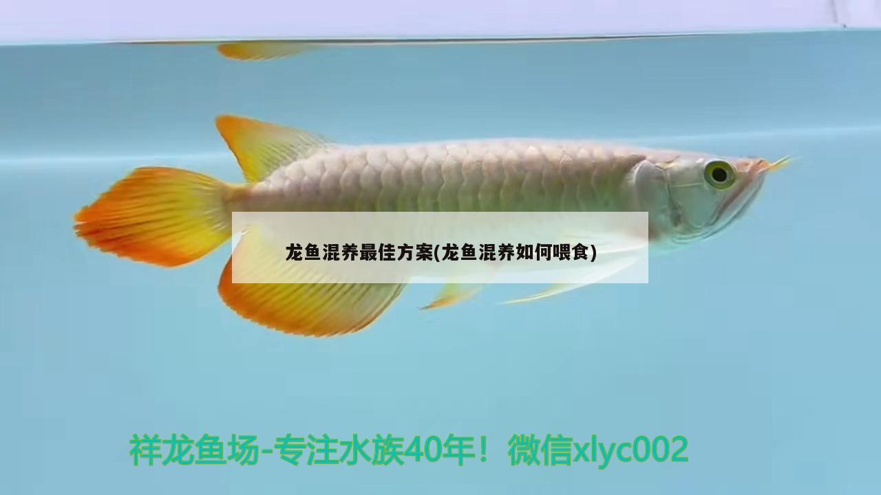 龍魚混養(yǎng)最佳方案(龍魚混養(yǎng)如何喂食) 奈及利亞紅圓點(diǎn)狗頭