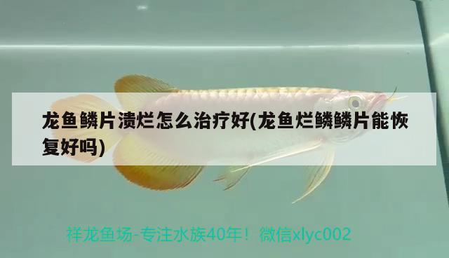 龍魚鱗片潰爛怎么治療好(龍魚爛鱗鱗片能恢復(fù)好嗎) 魚缸凈水劑