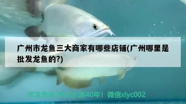 廣州市龍魚三大商家有哪些店鋪(廣州哪里是批發(fā)龍魚的?)