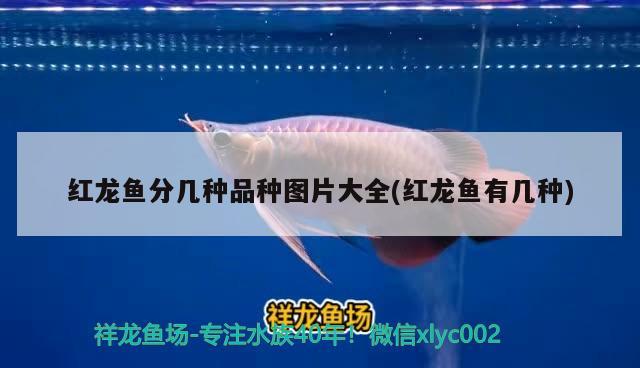 虎斑恐龍魚的壽命有多長呢視頻(虎斑恐龍魚多少錢) 虎斑恐龍魚