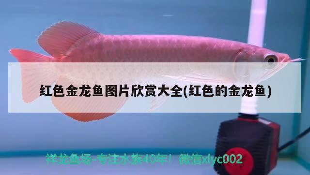 龍魚龍魚最便宜的品種排名榜，紅龍魚最便宜的品種排名榜，龍魚最便宜的品種排名榜 孵化器 第2張