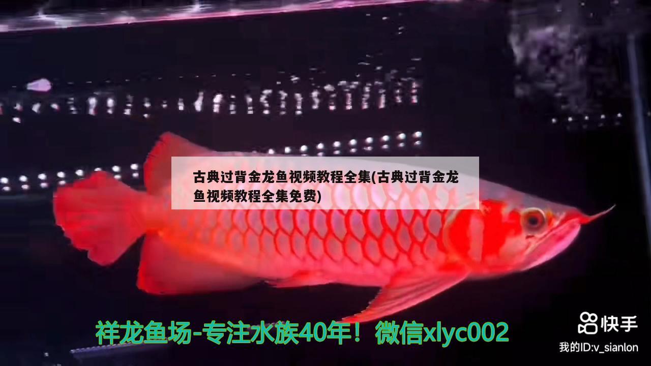 古典過背金龍魚視頻教程全集(古典過背金龍魚視頻教程全集免費) 古典過背金龍魚