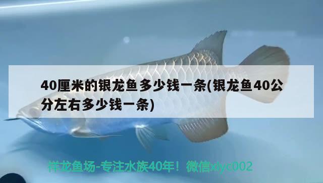 40厘米的銀龍魚多少錢一條(銀龍魚40公分左右多少錢一條) 銀龍魚百科