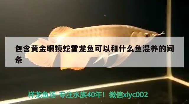 包含黃金眼鏡蛇雷龍魚可以和什么魚混養(yǎng)的詞條 黃金眼鏡蛇雷龍魚